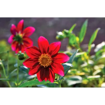 Red Dahlia Plant